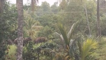 അട്ടപ്പാടിയിലും, ധോണിയിലും കാട്ടാനകൂട്ടം ഇറങ്ങി 