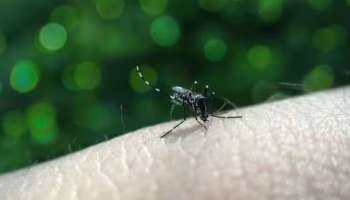 Dengue Fever Death: സംസ്ഥാനത്ത് വീണ്ടും ഡെങ്കിപ്പനി മരണം; തൃശൂരിൽ 53കാരി ഡെങ്കിപ്പനി ബാധിച്ച് മരിച്ചു