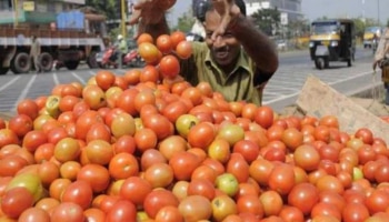 Tomato Price: തക്കാളി പഴേ തക്കാളിയല്ല..കാവലിനൊക്കെ ആളായി; 1 മൊബൈൽ വാങ്ങിയാൽ 2 കിലോ തക്കാളി ഫ്രീ