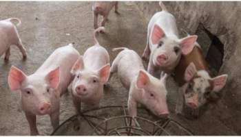 African swine fever: മലയാറ്റൂർ നീലീശ്വരം പഞ്ചായത്തിൽ ആഫ്രിക്കൻ പന്നിപ്പനി സ്ഥിരീകരിച്ചു