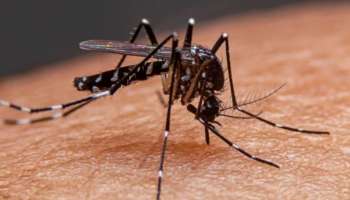 Dengue: രാജ്യത്തിന്റെ വിവിധ ഭാ​ഗങ്ങളിൽ ഡെങ്കിപ്പനി വ്യാപനം രൂക്ഷം; ജാ​ഗ്രത പുലർത്താം, മുൻകരുതലെടുക്കാം