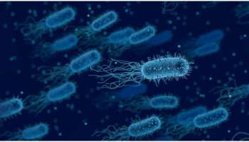 Brucellosis: മൃ​ഗങ്ങളിൽ നിന്ന് മനുഷ്യരിലേയ്ക്ക് പകരും; കൊല്ലത്ത് ഏഴുവയസുകാരിക്ക് ബ്രൂസെല്ലോസിസ് സ്ഥിരീകരിച്ചു