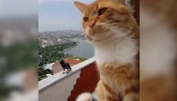 Viral Video: Crow and Cat conversation in their own language, trending on Google makes netizens funny reactions