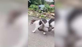 Viral Video: Mother Cat adopts baby monkey who lost its mother, video trending on google