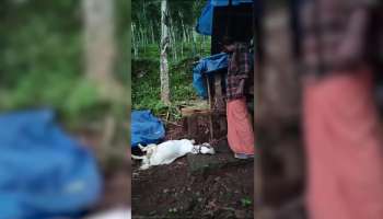 Leopard Attack In Konni Pathanamthitta