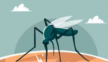Dengue Fever: ഇന്ത്യയിൽ ഡെങ്കിപ്പനി കേസുകൾ വർദ്ധിക്കുന്നു; പ്ലേറ്റ്‌ലെറ്റ് കൗണ്ട് വർദ്ധിപ്പിക്കുന്നതിനുള്ള അഞ്ച് മാർ​ഗങ്ങൾ അറിയാം