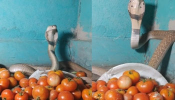 Viral Video: തൊട്ടാൽ ചീറ്റും! തക്കാളിക്ക് കാവലായി മൂർഖൻ, വീഡിയോ