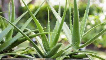 Aloe Vera and Vastu: പുരോഗതിയും സമ്പത്തും കൈവരിക്കാം, കറ്റാര്‍വാഴയുടെ പ്രാധാന്യം അറിയാം