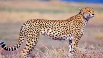 Kuno National Park Cheetah: ശരീരത്തിൽ മുറിവ്; കുനോയിലെ ഒരു ചീറ്റ പുലി കൂടി ചത്തു