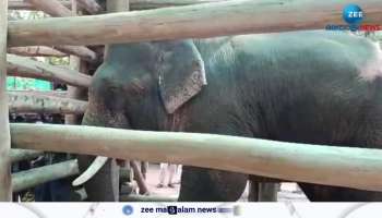 PT7 Wild elephant captured from dhoni partially blind