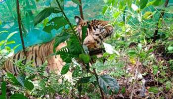 Tiger found dead: സ്വകാര്യ വ്യക്തിയുടെ പുരയിടത്തിൽ കടുവയുടെ ജഡം; സംഭവം കോന്നിയിൽ