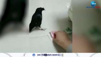 Crow Viral Video: Tricky crow, who steels money from nearby house and handing over to its owner google trending viral video