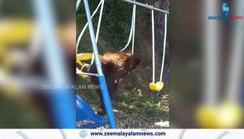 Viral Video: Bear trying to play on a swing, google trending viral video