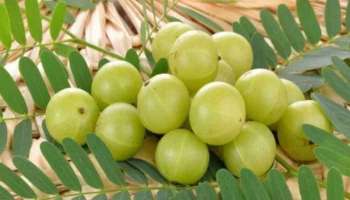 Indian Gooseberry Benefits: ദിവസവും കഴിയ്ക്കാം നെല്ലിക്ക, ശരീരഭാരം കുറയ്ക്കാം, യൗവനം നിലനിര്‍ത്താം  