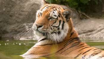 International Tiger Day: അന്താരാഷ്ട്ര കടുവ ദിനം; നിങ്ങൾ തീർച്ചയായും സന്ദർശിക്കേണ്ട അഞ്ച് നാഷണൽ പാർക്കുകൾ ഇവയാണ്
