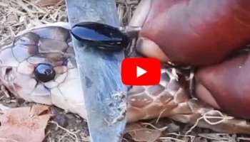 Viral Video: പാമ്പിന്റെ തലയിൽ നിന്നും നാഗമണി ഊരിയെടുക്കുന്നത് കണ്ടിട്ടുണ്ടോ? വീഡിയോ വൈറൽ