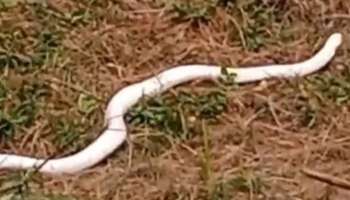 White Snake: അപൂർവമായ വെളുത്ത നിറത്തിലുള്ള പാമ്പ്; ഹിമാചൽപ്രദേശിൽ നിന്നുള്ള ദൃശ്യങ്ങൾ