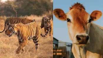 Cow To Replace Tiger? പശുവിനെ ദേശീയ മൃഗമായി പ്രഖ്യാപിക്കുമോ? എന്താണ് കേന്ദ്രത്തിന്‍റെ പ്രതികരണം