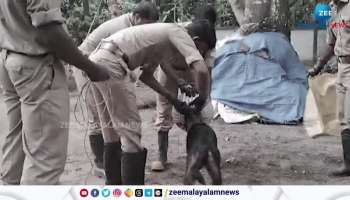 Fire Force rescues Stray Dog