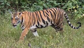 Tiger attack: വയനാട് തിരുനെല്ലിയിൽ ജനവാസ മേഖലയിൽ വീണ്ടും കടുവയിറങ്ങി; പശുവിനെ കൊന്നു