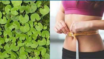 Gotu Kola for Weight Loss: കൊഴുപ്പ് ഇല്ലാതാക്കും, പൊണ്ണത്തടിയുടെ ശത്രുവാണ് ഈ പച്ചില!!  