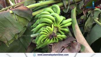 Kseb Banana Tree Cutting Kerala