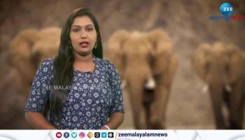 Elephant Cancer Disease