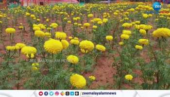 Pathanapuram gram panchayat conducted chendumalli harvest to welcome Onam