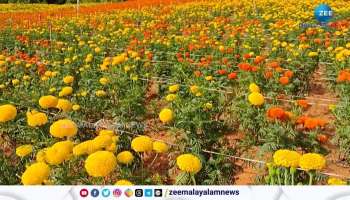 This is not Tamil Nadu, Thiruvananthapuram Jamanthi Flower Cultivation