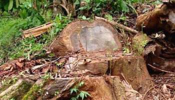 മുട്ടില്‍ മരം മുറി അന്വേഷണച്ചുമതലയിൽനിന്ന് മാറ്റണം; താനൂര്‍ ഡിവൈ എസ് പിയുടെ കത്ത്