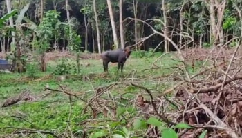 പാലായിൽ വെട്ടാൻ കൊണ്ടുവന്ന പോത്തുകൾ  വിരണ്ടോടി