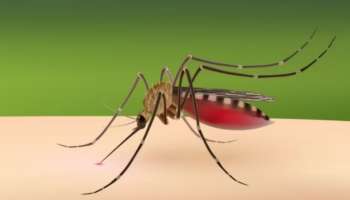 Dengue Rise In Delhi: ഡൽഹിയിൽ ഡെങ്കിപ്പനി വ്യാപനത്തിൽ വൻ വർധന; സ്വയം പ്രതിരോധം പ്രധാനം