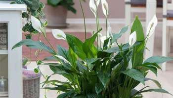 Peace Lily Plant: നിങ്ങളുടെ ഭാഗ്യം മാറ്റി മറിയ്ക്കും ഈ ചെറിയ ചെടി, പീസ്‌ ലില്ലി നല്‍കുന്ന വാസ്തു ഗുണങ്ങള്‍ അറിയാം