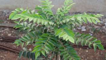 Curry Leaves Benefits: കറിവേപ്പില വെറും വയറ്റില്‍ കഴിച്ചു നോക്കൂ, 100 ​​രോഗങ്ങൾക്ക് പ്രതിവിധി!! 