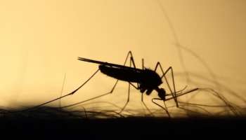 Dengue Cases On Rise: ഡെങ്കിപ്പനി കേസുകൾ വർധിക്കുന്നു; താപനിലയിലെ വർധനവ് ഡെങ്കി വ്യാപനത്തിന് കാരണമാകുമോ?