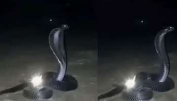 Viral Video: നാഗമണിക്ക് കാവലിരിക്കുന്ന നാഗം, വീഡിയോ വൈറൽ..!