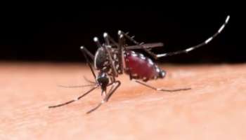 Dengue Outbreak: ഡെങ്കിപ്പനി വ്യാപനം അതിരൂക്ഷം; കുട്ടികൾക്ക് കൊതുകുകടി ഏൽക്കാതിരിക്കാൻ ഇക്കാര്യങ്ങൾ ശ്രദ്ധിക്കുക