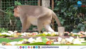 Navodaya Granthalayam Balavedi prepared a feast for the monkeys