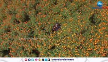 Marigold Farming Kashmir