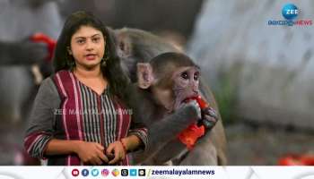 Organizers put up cutouts of Hanuman monkeys, monkey nuisance near G20 summit venues
