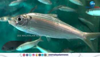 sardine genetic mystery out