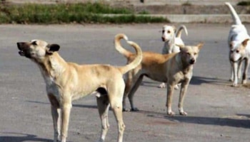 Stray Dog Attack: ഗുരുവായൂരിൽ തെരുവ് നായ ആക്രമണത്തില്‍ 6 പേര്‍ക്ക് പരിക്ക്
