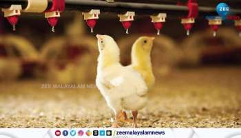 Hormone Injected chicken