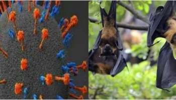 Nipah: നിപ ഭീതിയിൽ കേരളം; രണ്ട് ആരോ​ഗ്യ പ്രവർത്തകർക്ക് കൂടി രോ​ഗലക്ഷണം