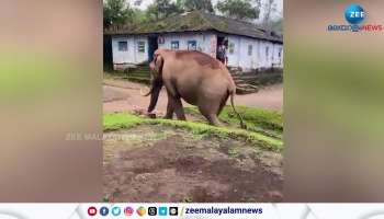 Wild Elephant Attack Idukki