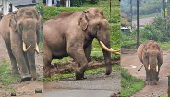 Wild Elephant: വീണ്ടും ജനവാസ മേഖലയില്‍ ഇറങ്ങി പടയപ്പ; കടയ്ക്ക് നേരെ ആക്രമണം- വീഡിയോ