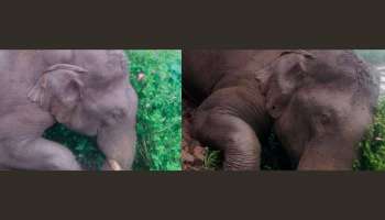 Wild Elephant: അട്ടപ്പാടിയിൽ കാട്ടാന ഷോക്കേറ്റ് ചെരിഞ്ഞു
