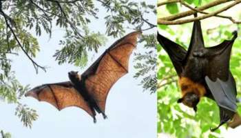 Nipah Virus: നിപ വൈറസിന് എങ്ങനെയാണ് ആ പേര് ലഭിച്ചത്? മാരകമായ വൈറസും ഒരു ചെറിയ ഗ്രാമവും തമ്മിലുള്ള ബന്ധം