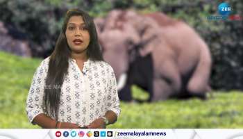Wild elephant Padayappa