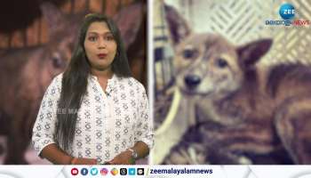 World's first dog-fox hybrid identified in Brazil